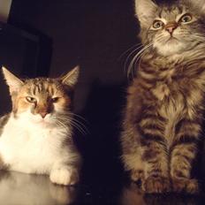 Blanding af racer Flicka