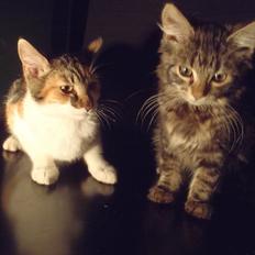 Blanding af racer Flicka