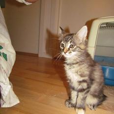 Maine Coon Tiffany (Tiff)