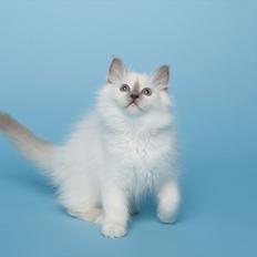 Hellig Birma Licarini´s Bertha