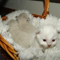 Hellig Birma Licarini´s Bertha