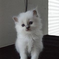 Hellig Birma Licarini´s Bertha