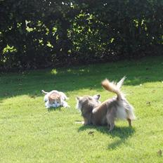 Blanding af racer Aki   R.I.P