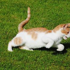 Blanding af racer Aki   R.I.P