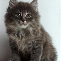 Kurilean Bobtail Yunga 