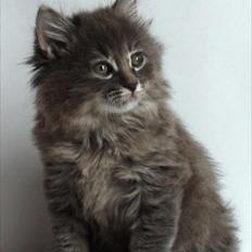 Kurilean Bobtail Yunga 