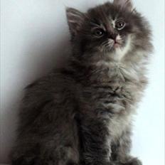 Kurilean Bobtail Yunga 