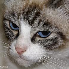 Blanding af racer Hellig Birma/ Ragdoll Chili