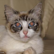 Blanding af racer Hellig Birma/ Ragdoll Chili