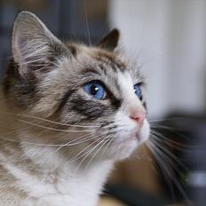 Blanding af racer Hellig Birma/ Ragdoll Chili
