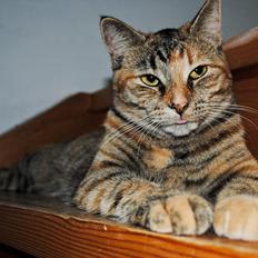 Blanding af racer Bodil