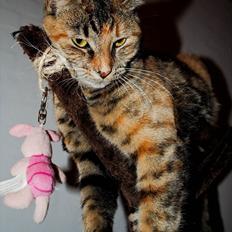 Blanding af racer Bodil