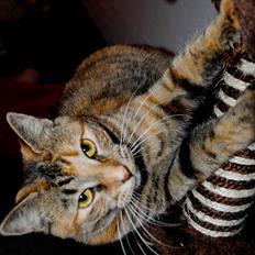 Blanding af racer Bodil