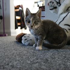 Blanding af racer Tulle