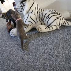 Blanding af racer Tulle