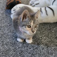 Blanding af racer Tulle