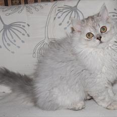 Selkirk Rex  Wind of Change