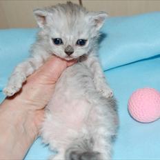 Selkirk Rex  Wind of Change