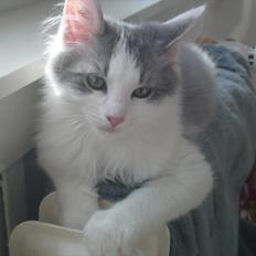 Sibirisk Kat Ulianik/ Obi