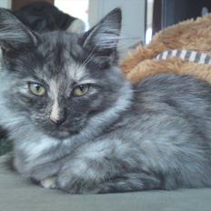 Sibirisk Kat LZ Tvoislava / Chewie