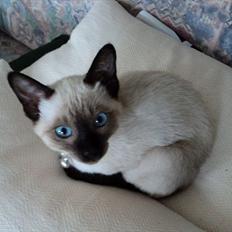 Siameser Madonna Dimarli