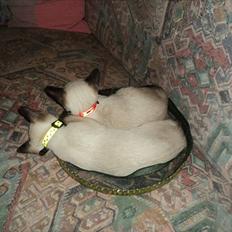 Siameser Madonna Dimarli