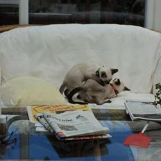 Siameser Madonna Dimarli