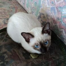 Siameser Miranda Dimarli