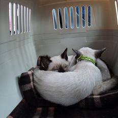 Siameser Miranda Dimarli