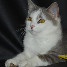 Huskat Chino (døde i november 2012)