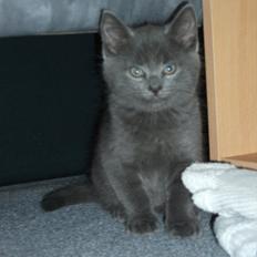 Blanding af racer Mikkel