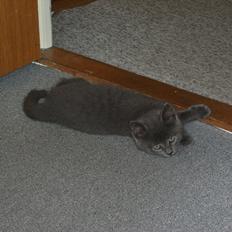 Blanding af racer Mikkel