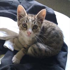 Blanding af racer Mio