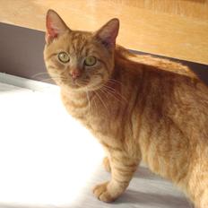 Blanding af racer Buster..<3