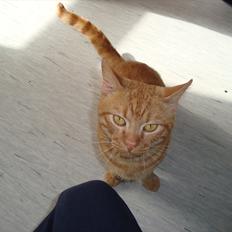 Blanding af racer Buster..<3