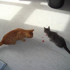 Blanding af racer Buster..<3