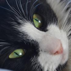 Blanding af racer » Silke <3