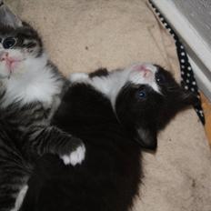 Blanding af racer Nisha 