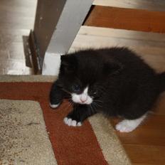 Blanding af racer Nisha 