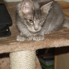 Maine Coon Mr Blue P.( Polle)