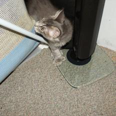 Maine Coon Mr Blue P.( Polle)