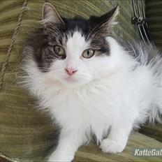 Maine Coon Mille