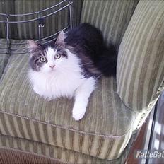 Maine Coon Mille