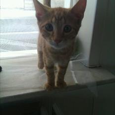 Blanding af racer Ingolf