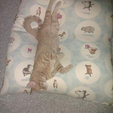 Blanding af racer Ingolf