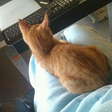 Blanding af racer Ingolf