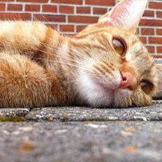 Blanding af racer Athene