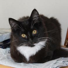 Blanding af racer Leopold