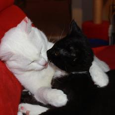 Blanding af racer Leopold