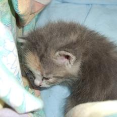 Huskat » Josefine «